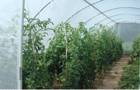 SERRE GOTHIQUE 4m50 x 10m50              