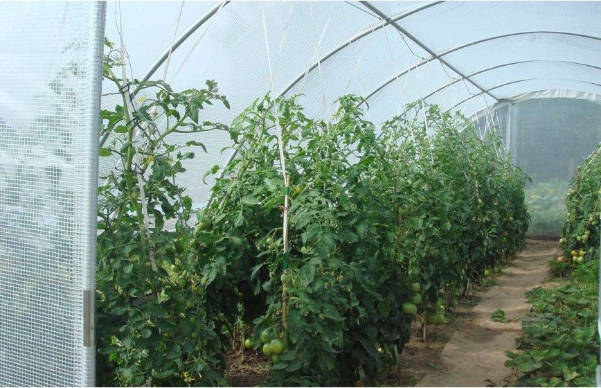 SERRE GOTHIQUE 4m50 x 10m50              