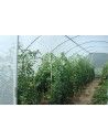 SERRE GOTHIQUE 4m50 x 10m50              