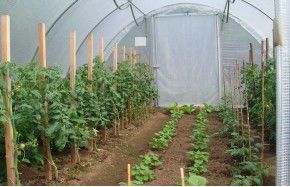 SERRE GOTHIQUE 4m50 x 12m00              