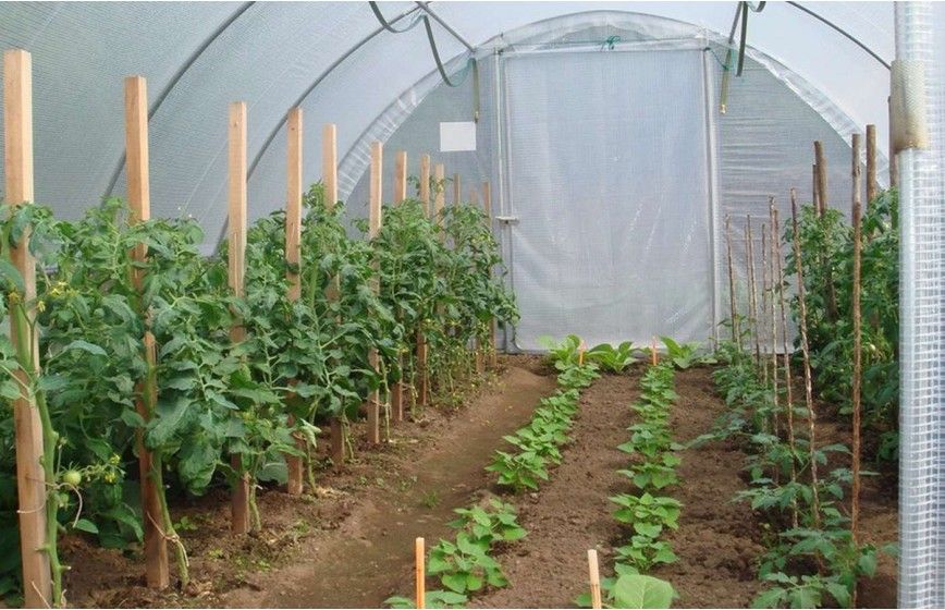 SERRE GOTHIQUE 4m50 x 12m00              