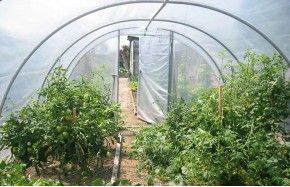 SERRE OPTIMUM 3m70 x 7m50                