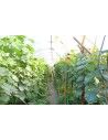 SERRE FLANDRE 3m70 x 30m00               