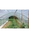 Abri tomates 3m00 x 7m50