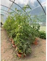 Serre de jardin professionnelle 5.80m x 9m | Serres Tonneau