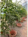 Culture de tomates dans une serre Super largeur 5m80