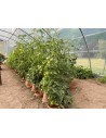 Serre de jardin professionnelle 5.80m x 12m | Serres Tonneau