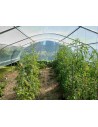 Serre TONNEAU - 5 ème Saison, vue intérieure, 30m².