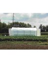 Serre maraîchere à pieds droits 5m x 6m |Serres Tonneau