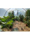 Serre TONNEAU - modèle Mini - largeur 3.70 m - longueur 7.50m -