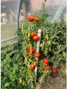 Tomates sous serre Tonneau