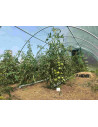 Serre tunnel de jardin arrondie 4,50m x 9m | Serres Tonneau