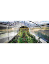 intérieur de serre Abri Tomates marque Serres Tonneau longueur 7.50m largeur 3m.