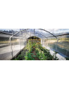 Vue intérieure du tunnel Abri Tomates pieds droits,