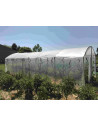 Serre protection des tomates