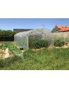 serre pour tomates dans une ferme du Nord de la France